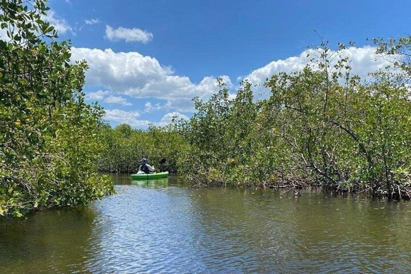 2 Hours Kayak Eco Tour in Tarpon Springs 2