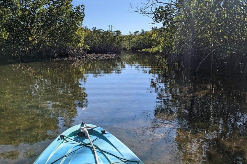 2 Hours Kayak Eco Tour in Tarpon Springs 3