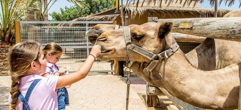 A person feeding a camel at a zoo enclosure. 1