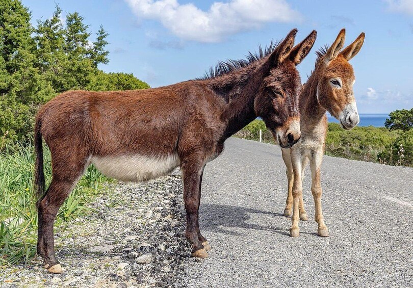 Two donkeys standing on a gravel road with a forested area in the background. 2