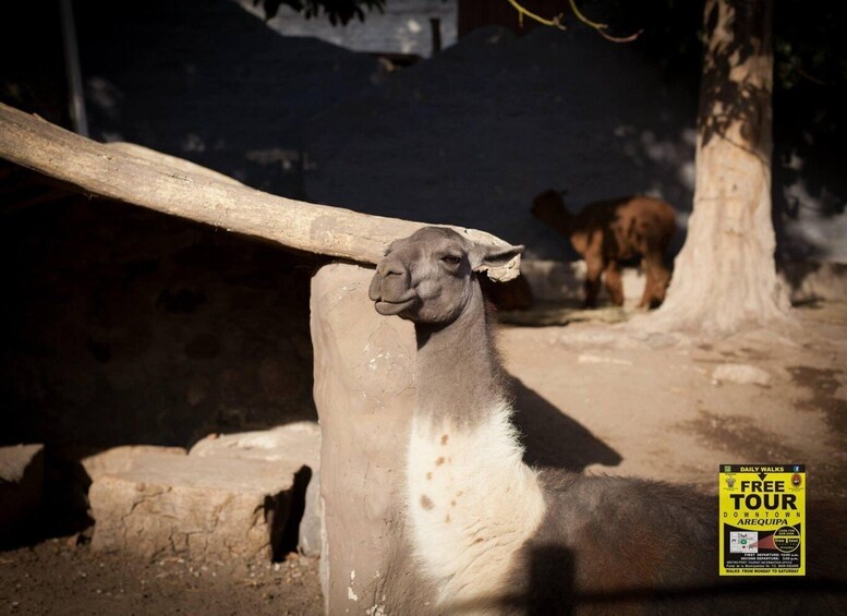 A llama with a wooden post in its enclosure, a tree, and a sign for a free downtown tour. 3