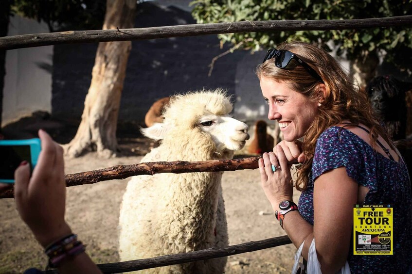 A person interacting with a llama behind a fence. 1