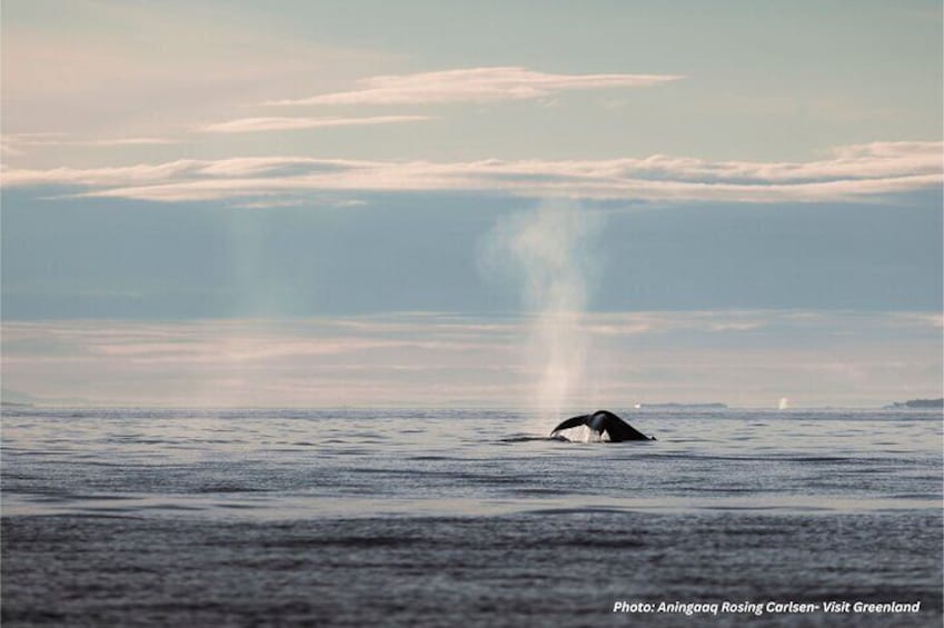 A whale breaching the ocean surface with a spray of water. 5