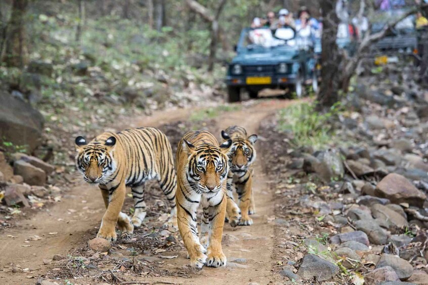 Three tigers walking on a rocky path with a vehicle and people in the background. 1