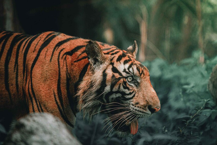 A tiger in a forested area. 4