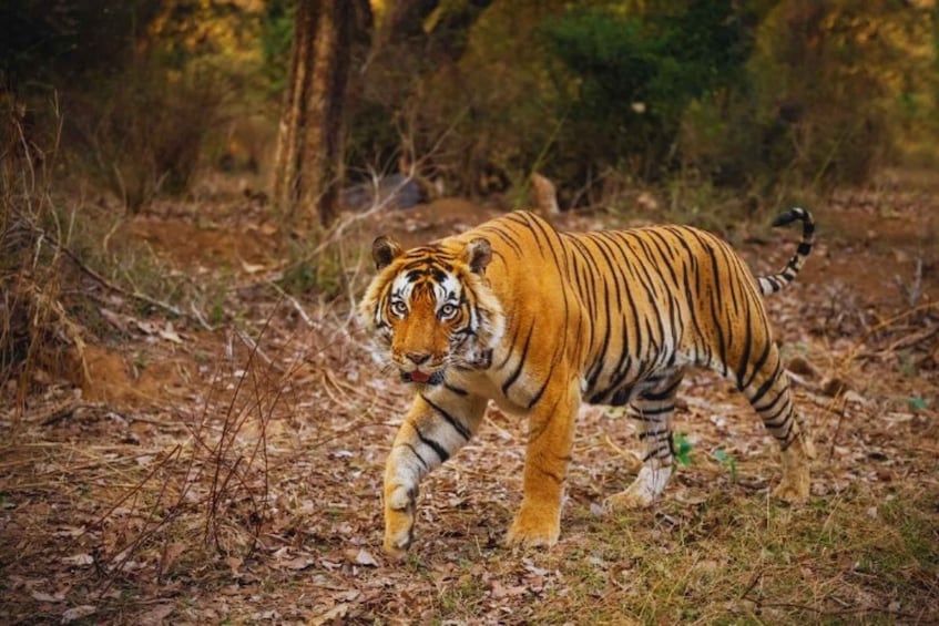 A tiger walking through a forest with dry leaves on the ground. 3