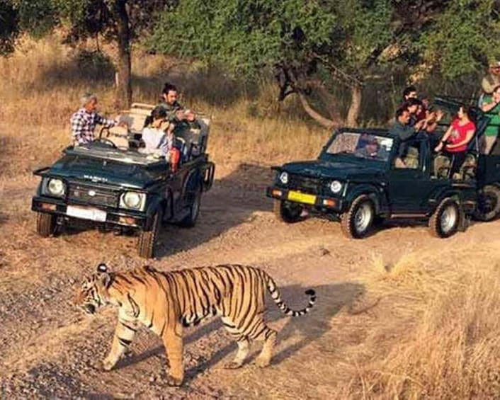 A safari vehicle with passengers observing a tiger in a dry grassland. 5