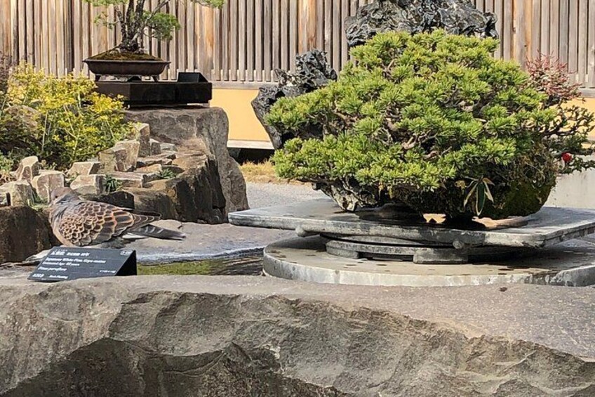 Omiya Bonsai Museum and Village Guided Tour Near Tokyo 2