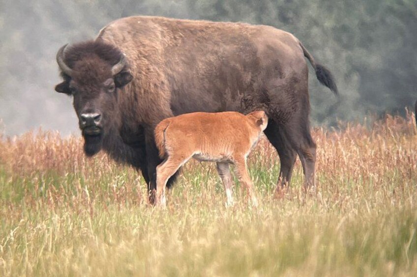 Un bisonte con un piccolo in un campo erboso. 5