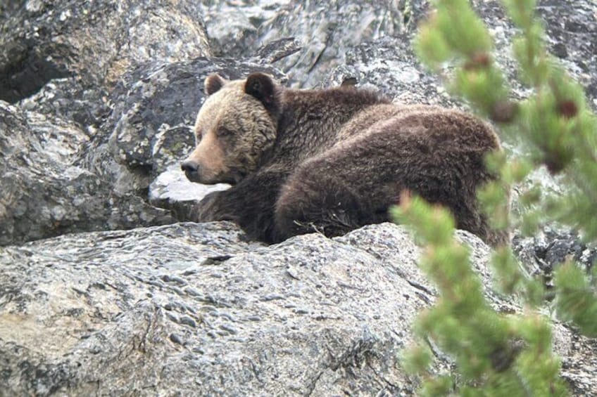 En björn som vilar på en sten. 5