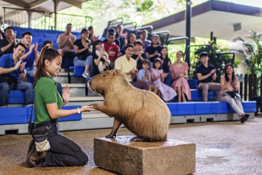 Eine Person kniet und füttert ein Wasserschwein vor einem Publikum. 1