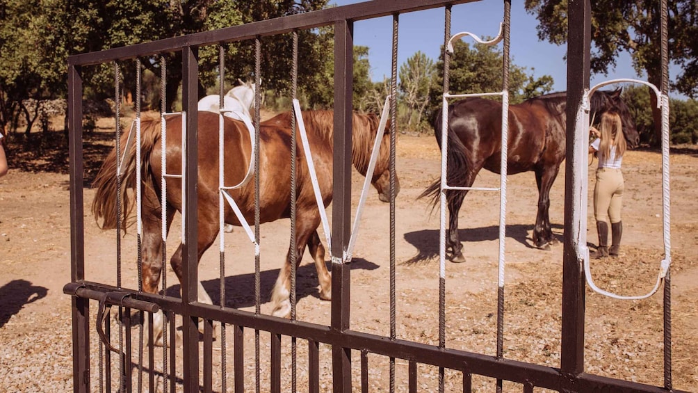 Picture 13 for Activity Horseback ride in Marvão to Roman city of Ammaia 2