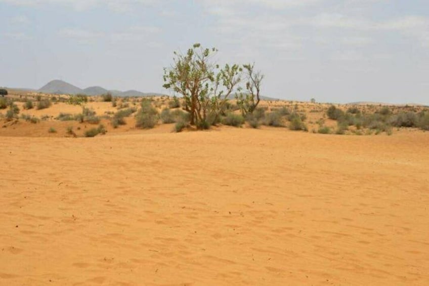 A desert landscape with sparse vegetation and distant mountains. 1