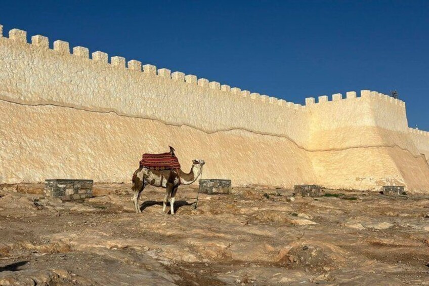 Een kameel met een rode deken voor een grote, oude muur. 1