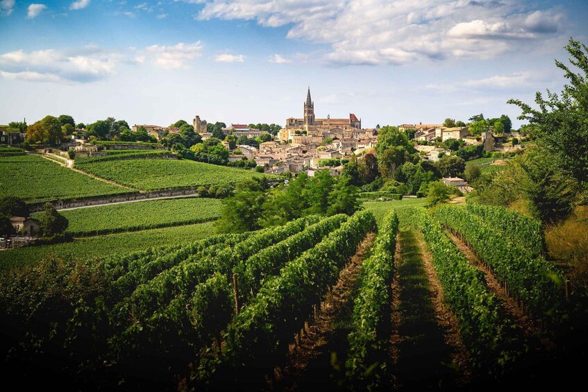 A vineyard with rows of grapevines, a historic town with buildings, and a church tower. 1