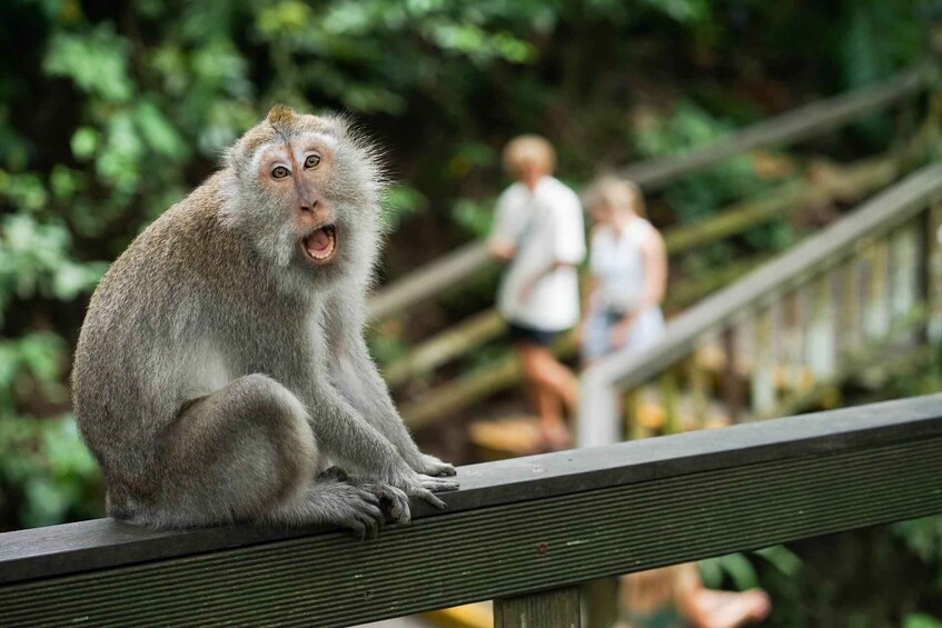 Ubud: Monkey Forest, Rice Terraces, and Swing Day Tour 1