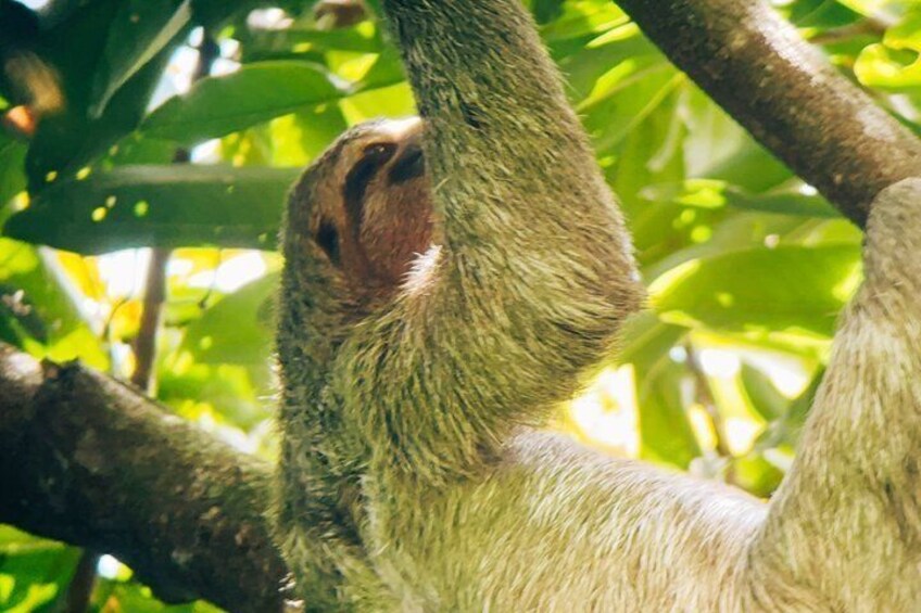 A sloth hanging from a tree branch. 5