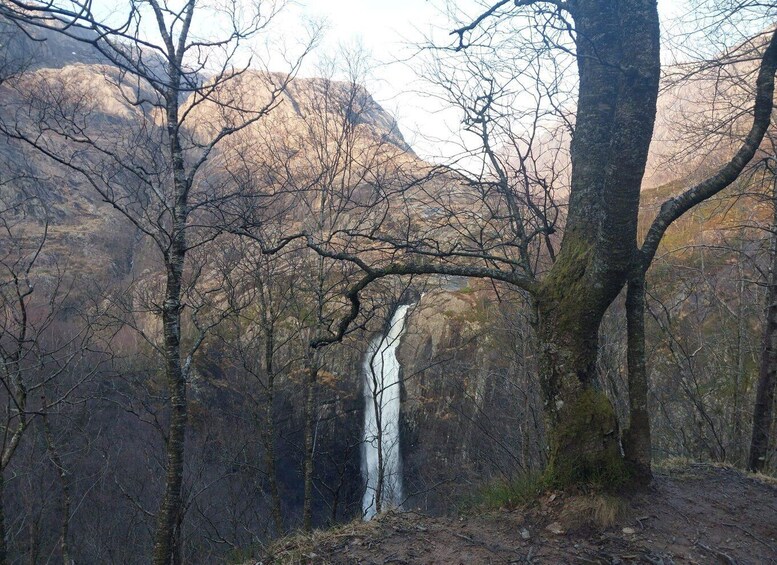 A forested area with a waterfall. 1