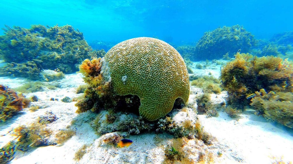 A large, textured coral formation surrounded by marine vegetation and a sandy seabed. 3