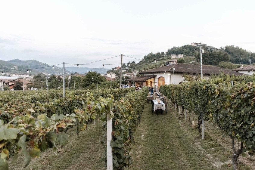 A vineyard with rows of grapevines, a dining area with tables, and a hill with buildings in the background. 3