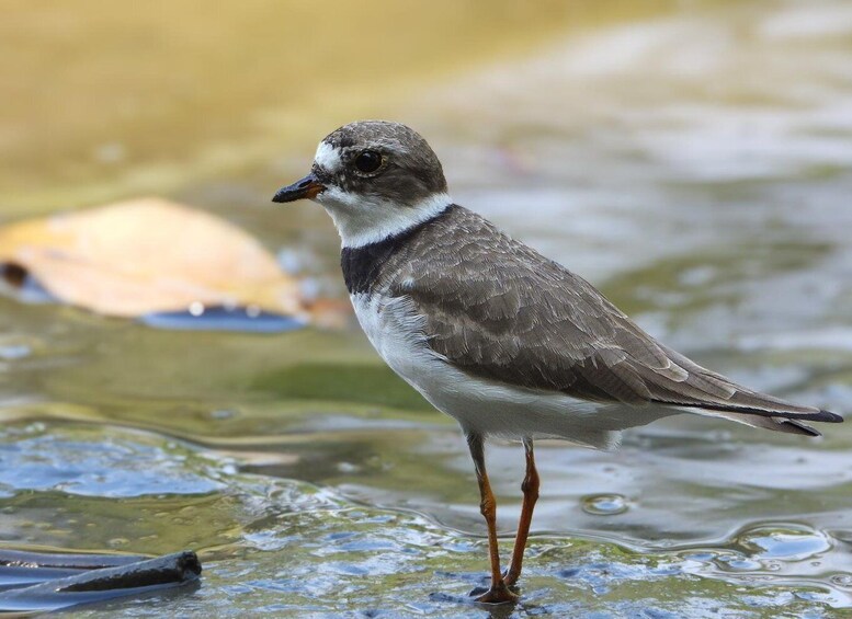 A bird standing in shallow water. 1