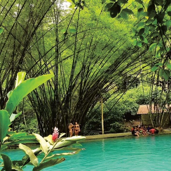 A swimming pool surrounded by dense bamboo forest. 2