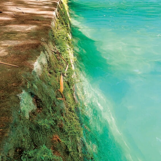 A clear water body with a rocky shoreline covered in green vegetation. 3