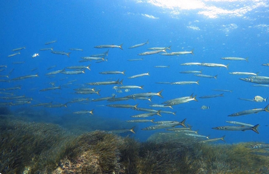 A school of fish swimming in the ocean. 2