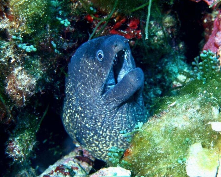 A moray eel in a rocky underwater environment. 3