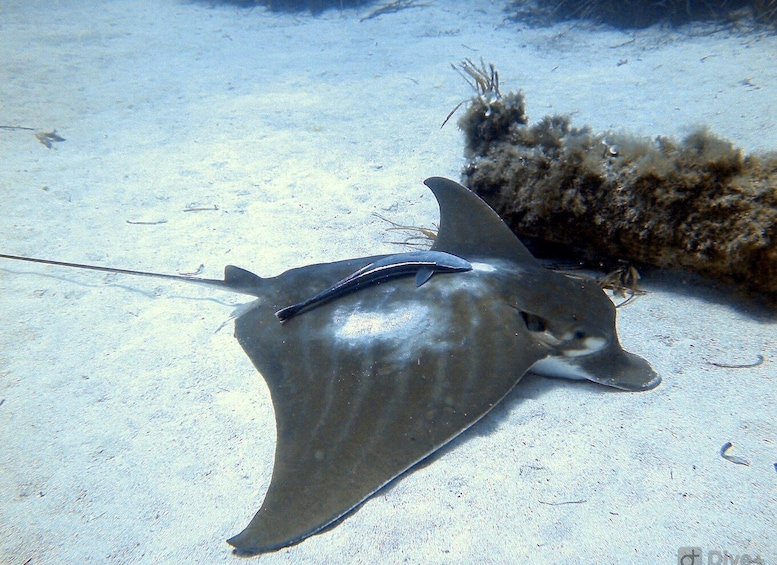 A stingray on a sandy ocean floor with seaweed. 4