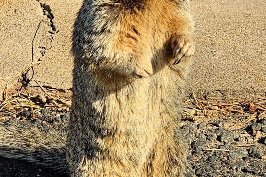 A close-up of a lion's fur. 2
