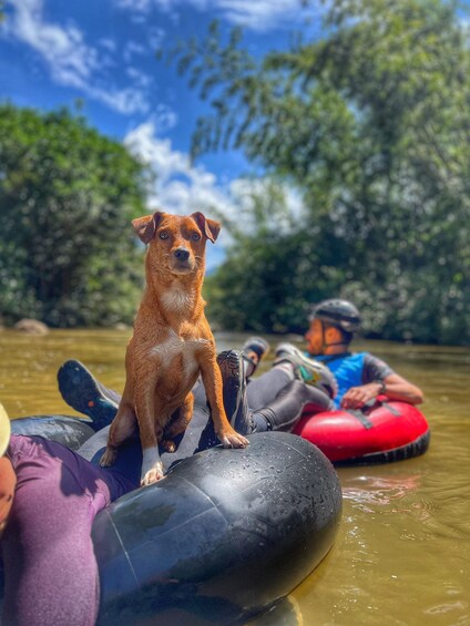 A dog sitting on a raft, surrounded by water and greenery. 1