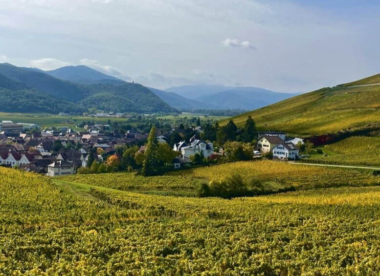 A vineyard with rows of grapevines, a small town with houses, and rolling hills in the background. 1