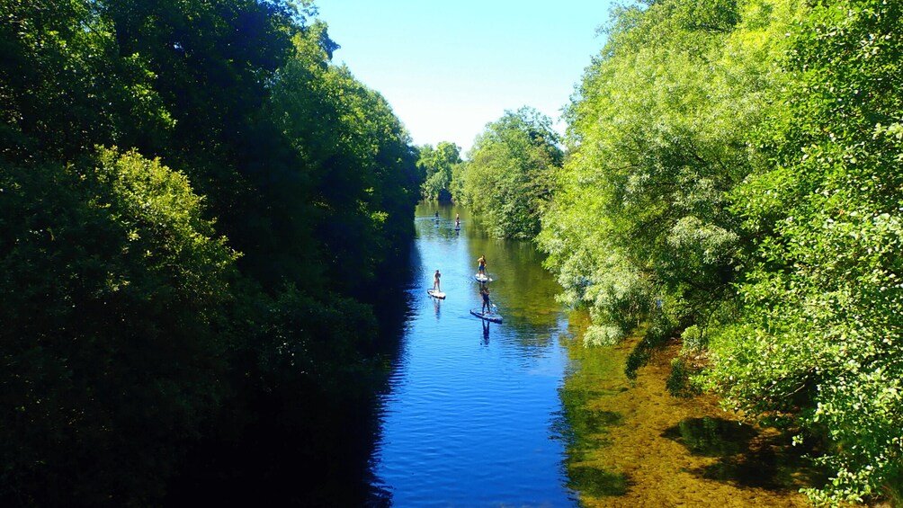 A river with people paddleboarding surrounded by dense greenery. 4