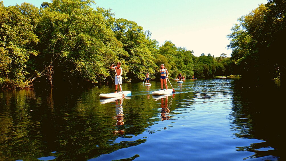 People paddleboarding on a calm river surrounded by dense greenery. 2