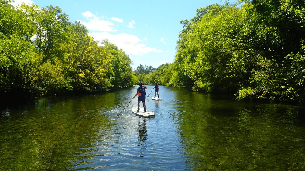 Two people paddleboarding on a river surrounded by dense green foliage. 1