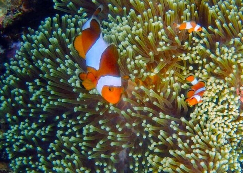 Clownfish among sea anemone tentacles. 2