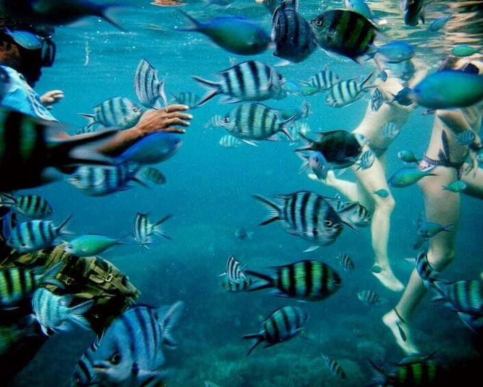A person interacting with striped fish in clear water. 3