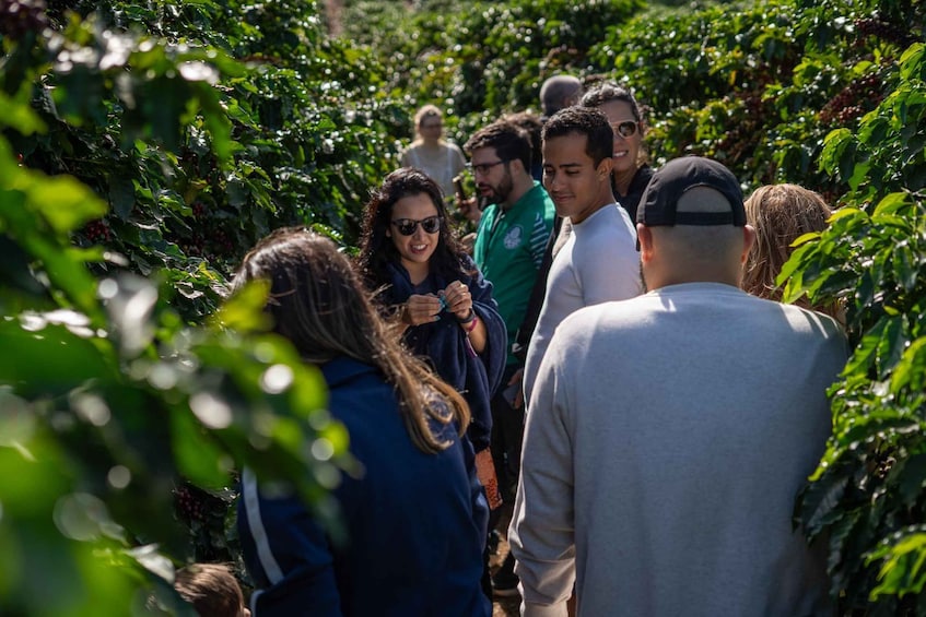 A group of people walking through a vineyard. 1