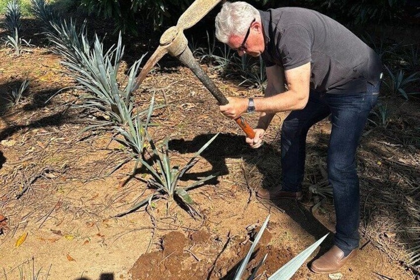 Iemand gebruikt een schop om rond een plant in een tuin te graven. 4