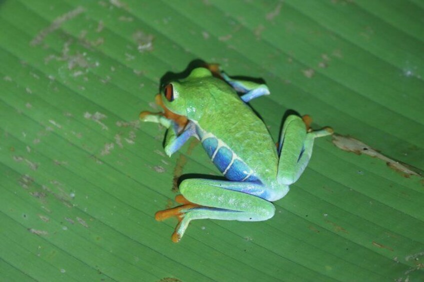 A green frog with blue markings on a leaf. 3