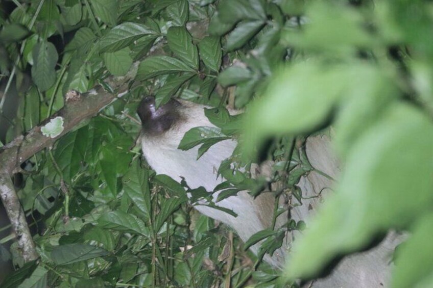 A bird perched on a branch surrounded by dense foliage. 1