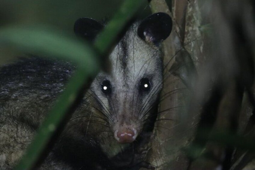 An opossum in a natural setting with dense foliage. 5