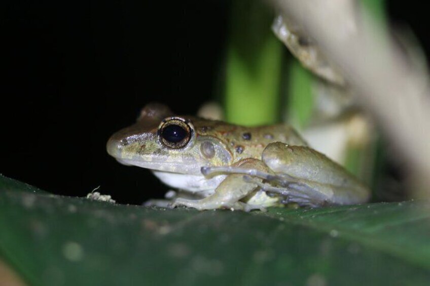 A frog on a leaf. 4