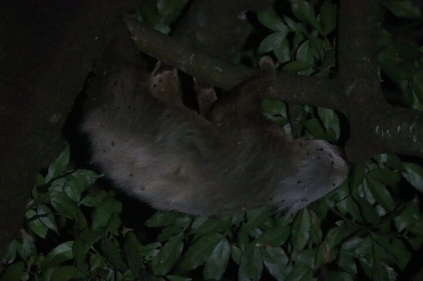 A bat hanging from a tree branch in a dark environment. 2