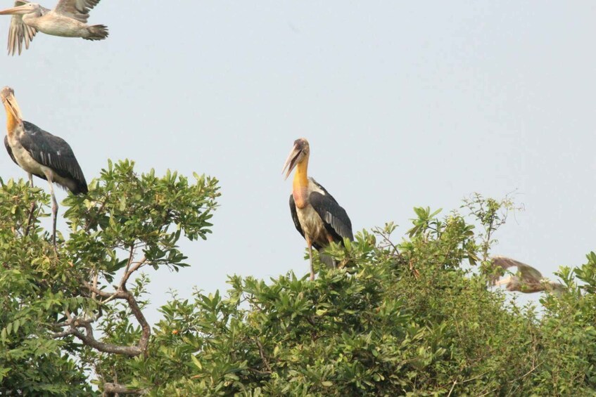 Three large birds perched on branches. 3