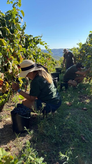 Picture 24 for Activity Visit to Quinta Sobre a Fonte with wine tasting and picnic - pet friendly 3
