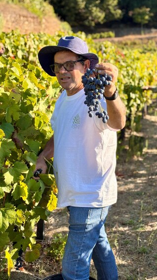 Picture 21 for Activity Visit to Quinta Sobre a Fonte with wine tasting and picnic - pet friendly 2