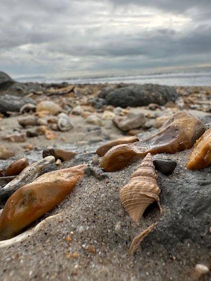 A beach with various shells and rocks. 4