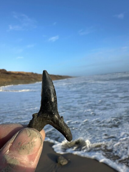 A fossilized shark tooth held by a hand, with a beach and ocean in the background. 2